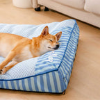 Shiba lové dans le Cocon Quiétou dans un salon
