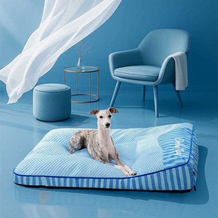 Whippet installé sur le lit Quiétou bleu ciel
